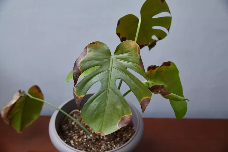Feuilles Jaunes ou Brunes sur vos Plantes d'Intérieur 2