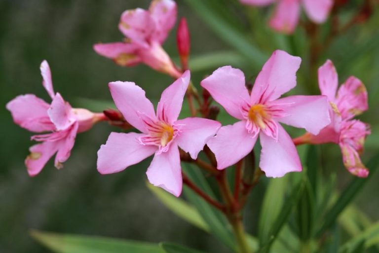 Le laurier rose,