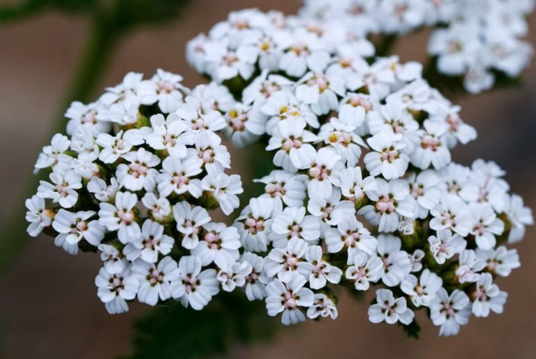 Fleurs blanches d’achillée millefeuille