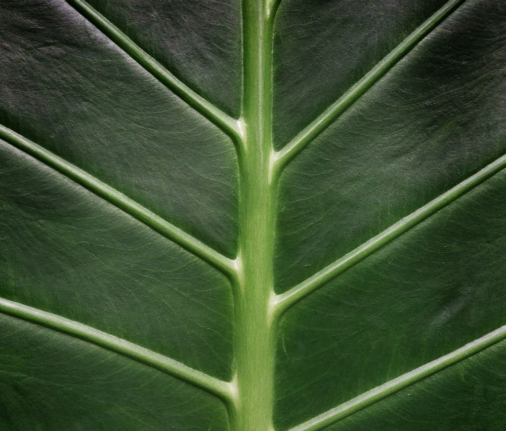 Feuille d’alocasia en gros plan