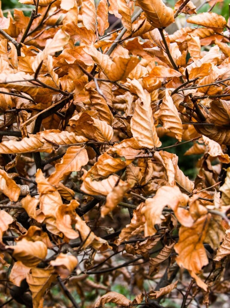 Rameaux aux feuilles brunes et sèches