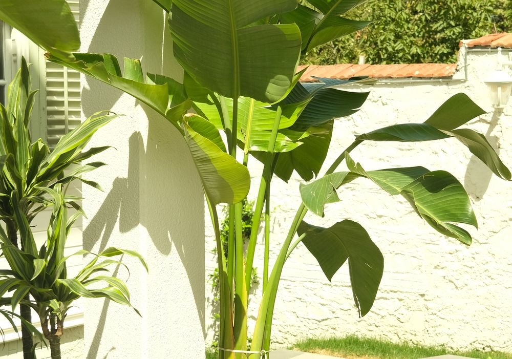 Bananier cultivé en pot