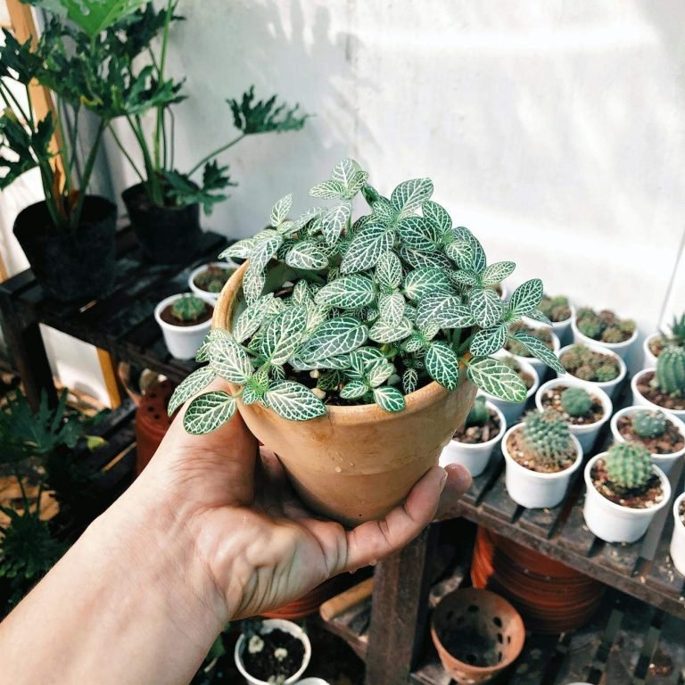 Basilic en pot: secrets pour réussir en ville