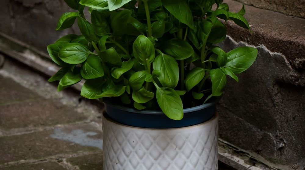 Basilic en pot