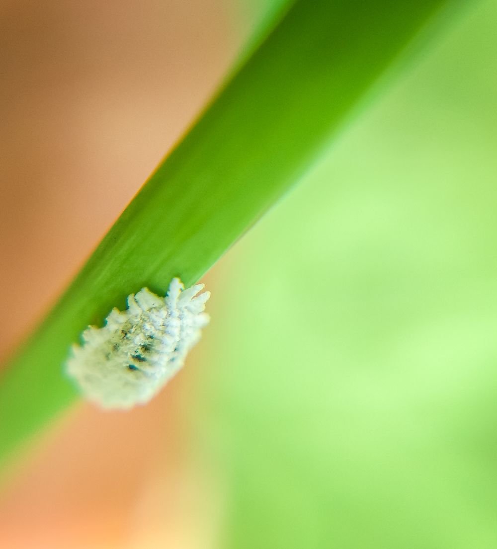 Cochenille farineuse sur une feuille