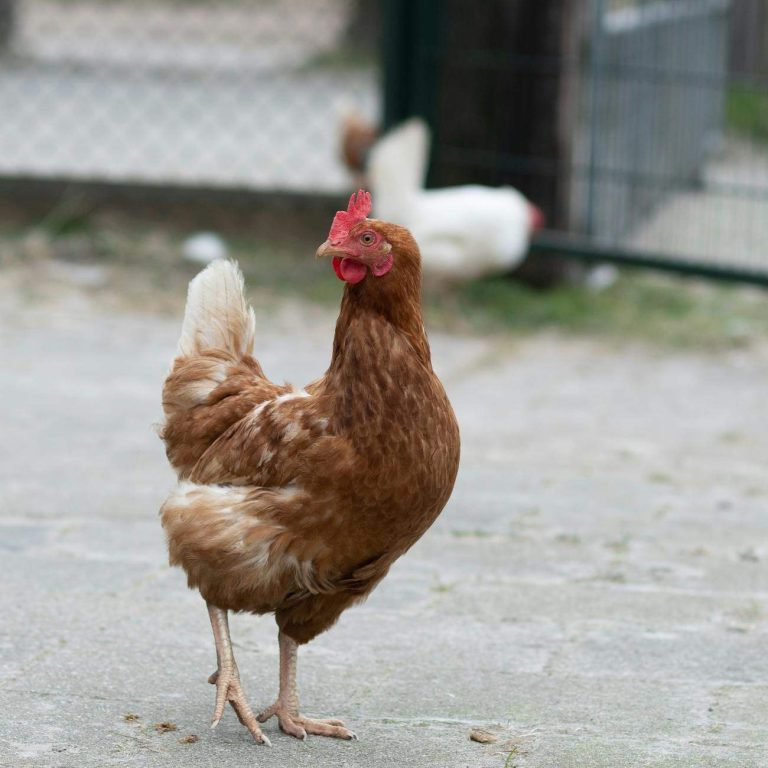 Couleur œufs poules: la vérité sur les races 🐔