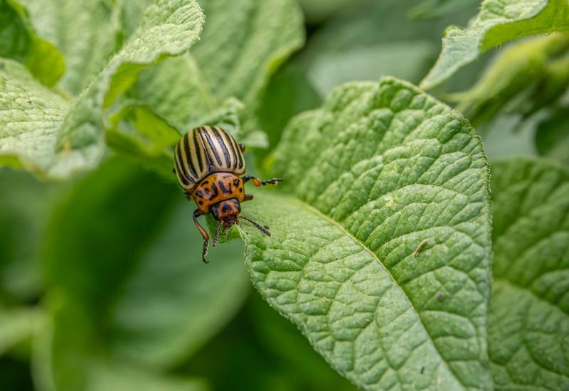 Doryphore adulte sur une feuille de pomme de terre