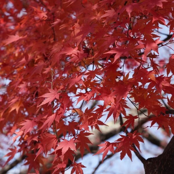 Feuillage rouge vif d’un érable en automne Feuillage rouge vif d’un érable en automne