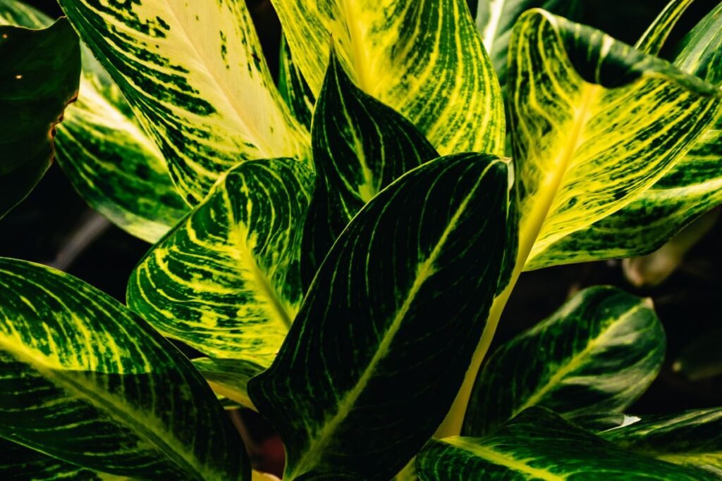Feuillage vert et jaune d’une plante d’intérieur