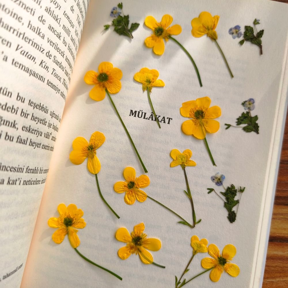 Fleurs pressées entre les pages d’un livre
