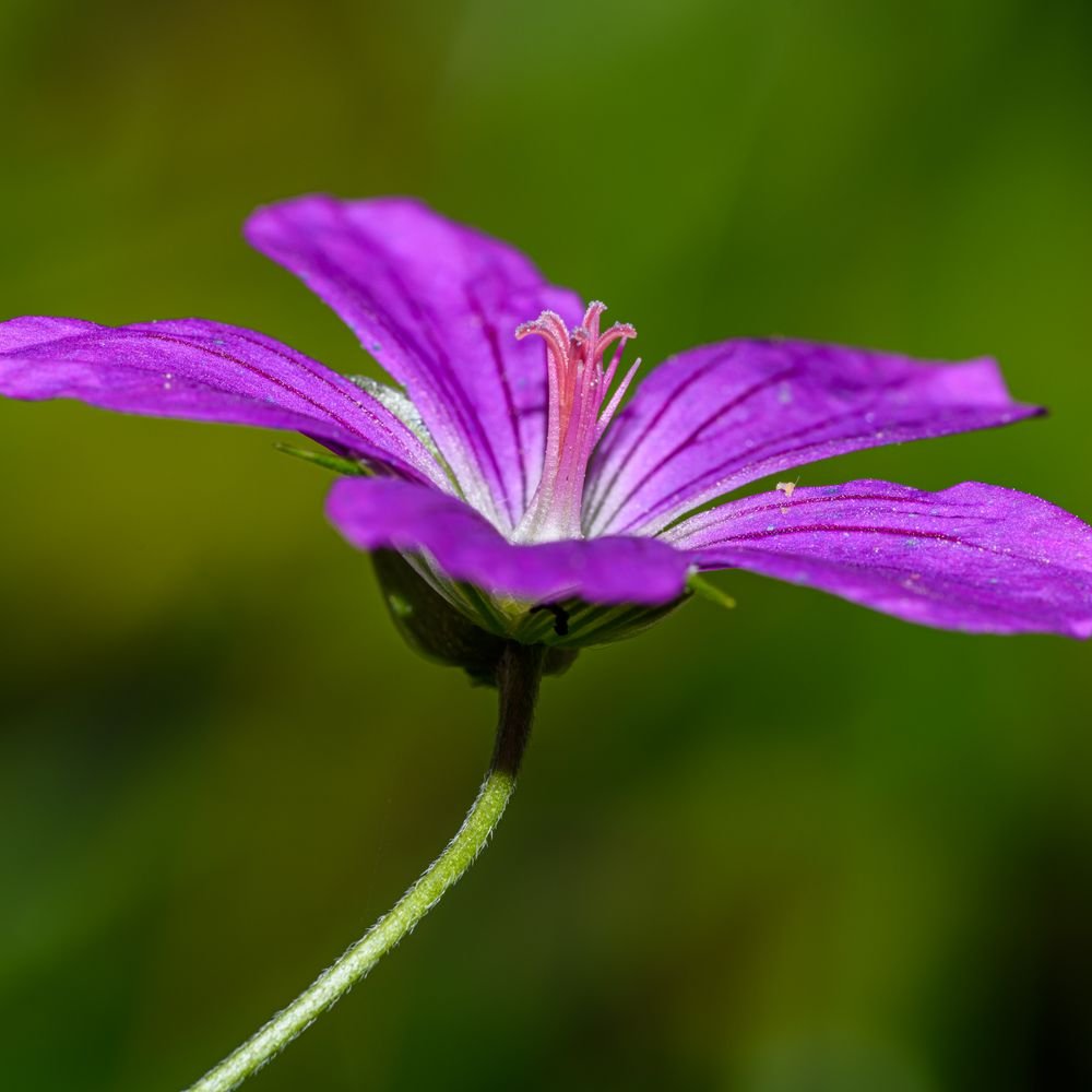 Fleur de géranium sanguin