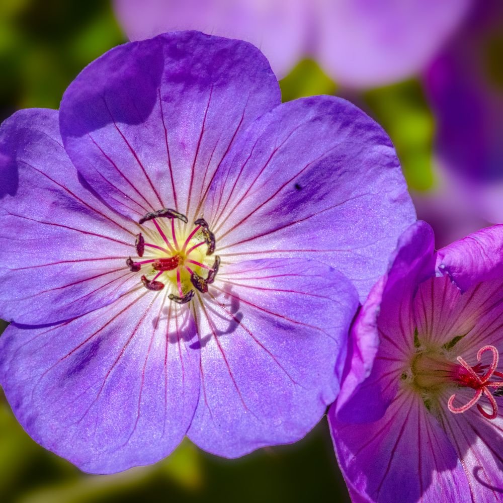 Fleurs bleu-violet de géranium vivace