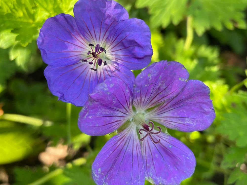 Géranium vivace à fleurs bleues