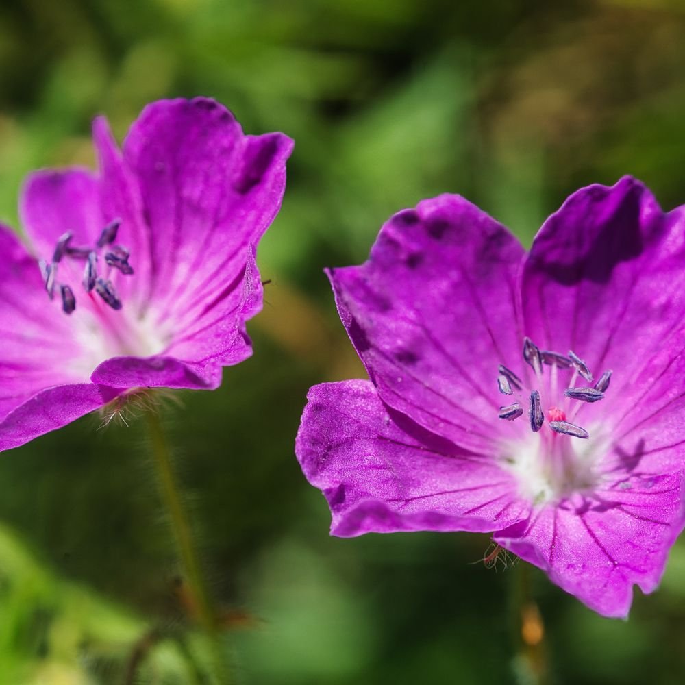 Fleurs magenta de géranium vivace