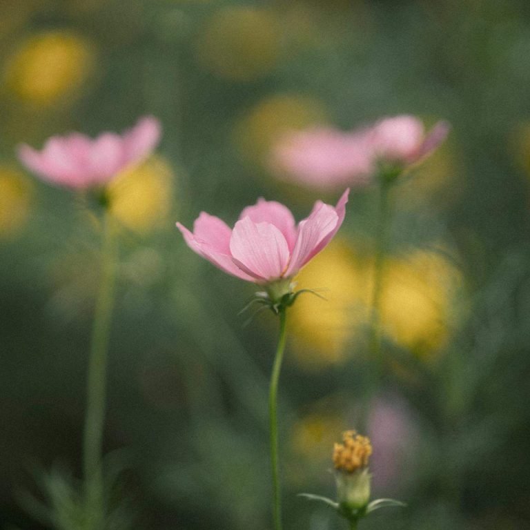 Géranium vivace: secrets d'une floraison durable
