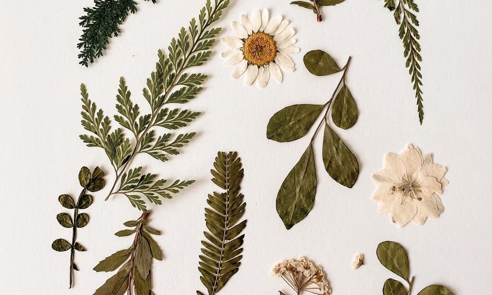 Plantes et fleurs séchées d’un herbier