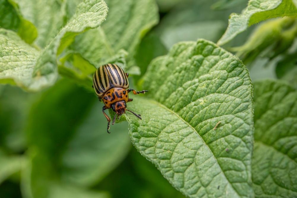 Doryphore sur une feuille de pomme de terre