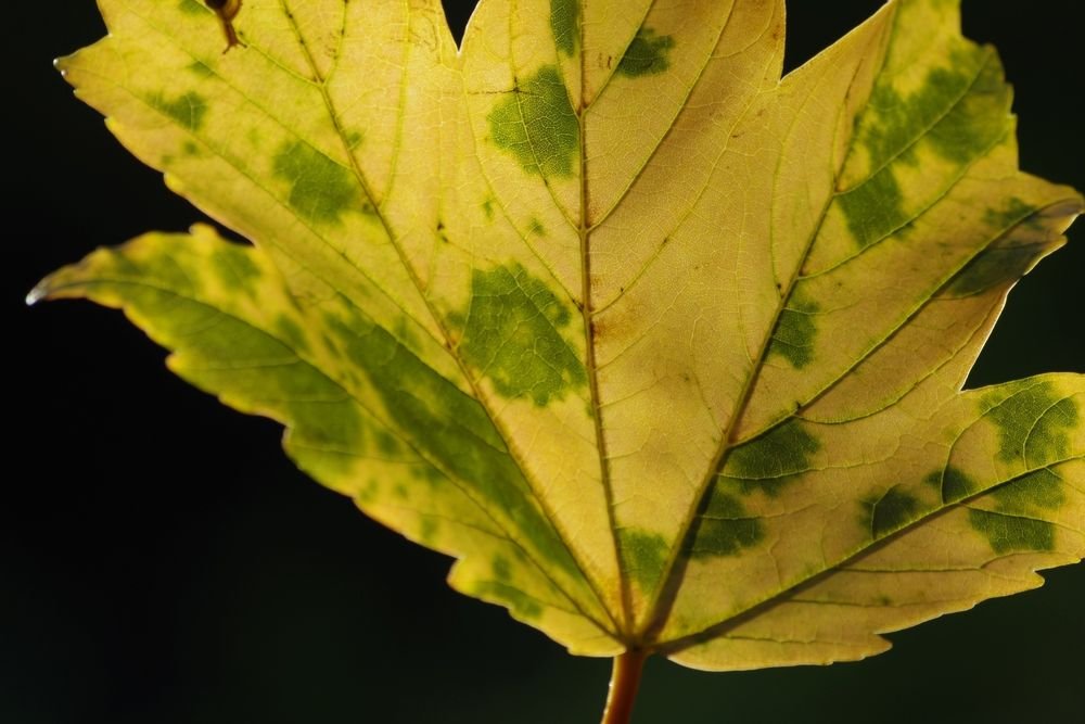 Feuille jaunie tachée de vert