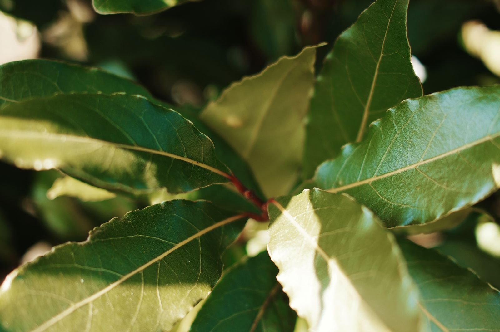 Feuilles de laurier au soleil