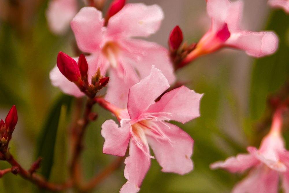 Fleurs roses de laurier-rose