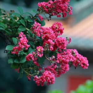 Lilas des Indes aux fleurs rose vif