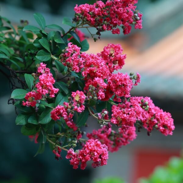 Lilas des Indes aux fleurs rose vif
