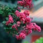 Lilas des Indes aux fleurs rose vif