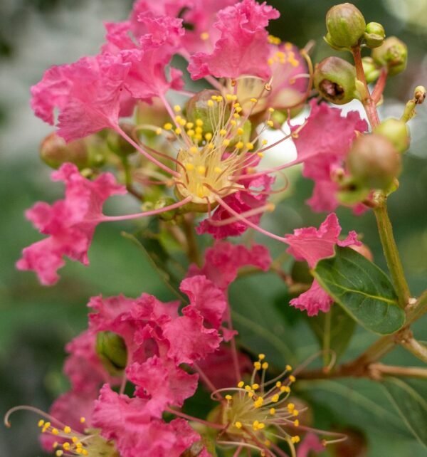 Fleurs rose vif de lilas des Indes Fleurs rose vif de lilas des Indes