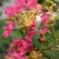 Fleurs rose vif de lilas des Indes