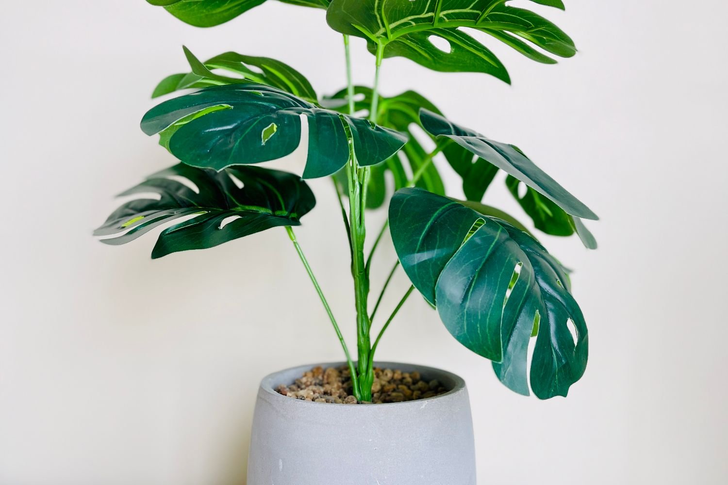Monstera dans un pot blanc