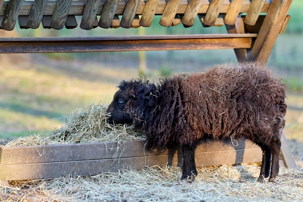 Mouton d’Ouessant mangeant du foin au râtelier