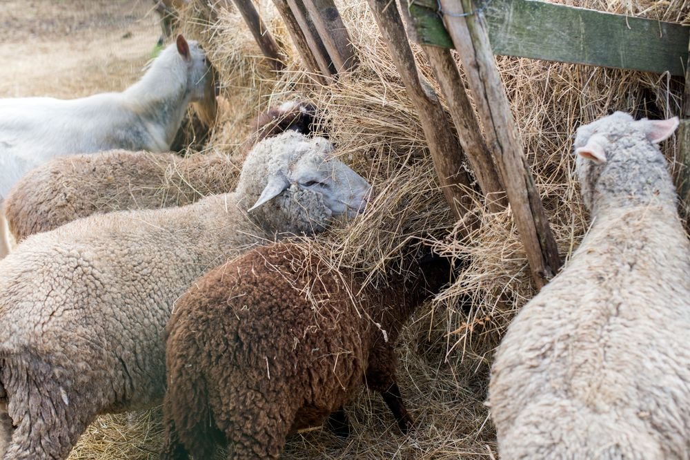 Moutons en bergerie près du foin