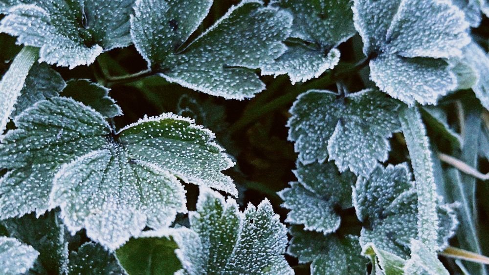 Feuillage couvert de givre en début d’hiver