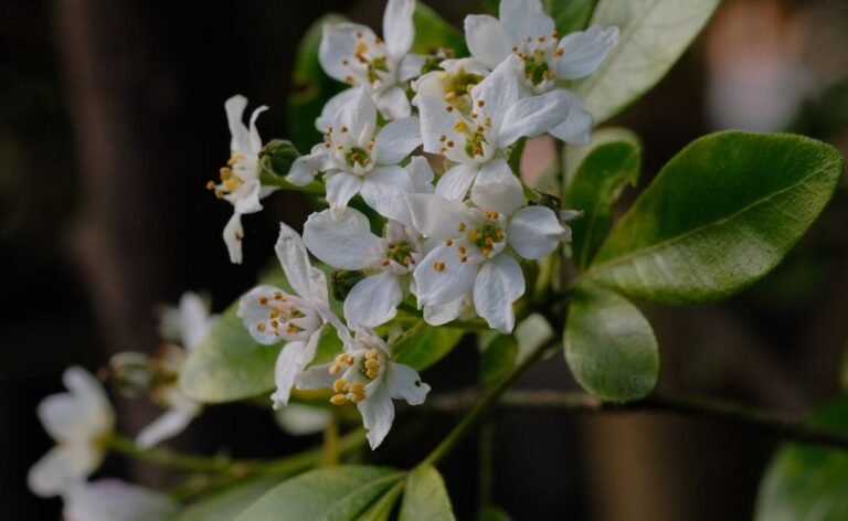 Fleurs blanches d’oranger du Mexique