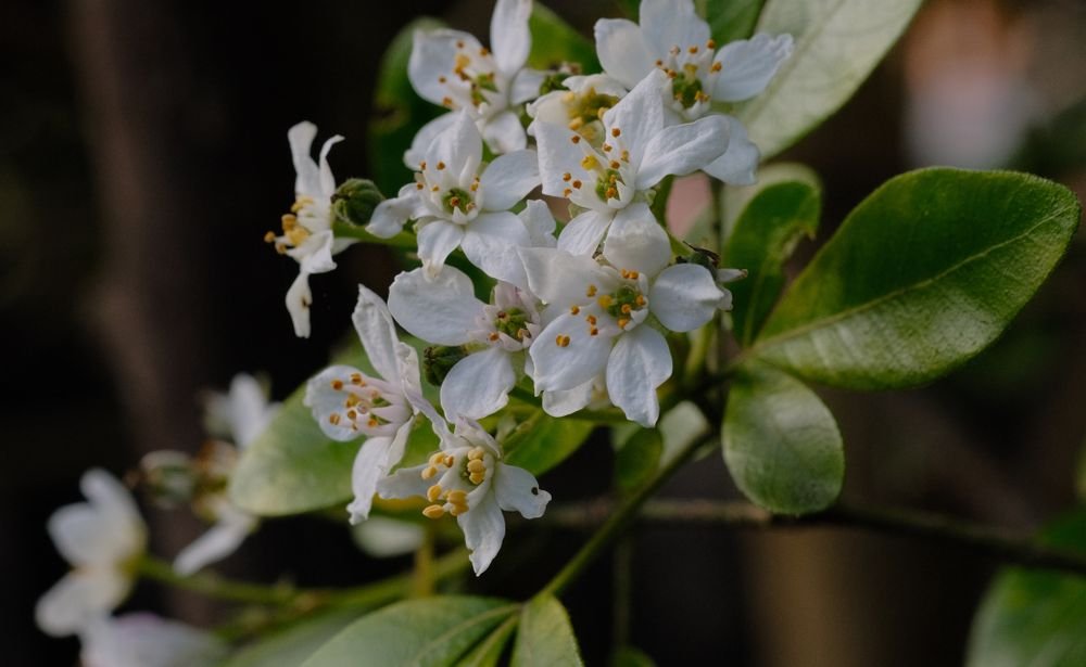 Fleurs blanches d’oranger du Mexique