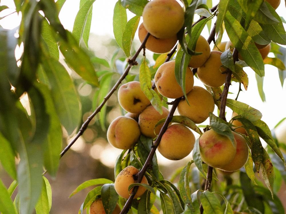 Pêcher chargé de fruits