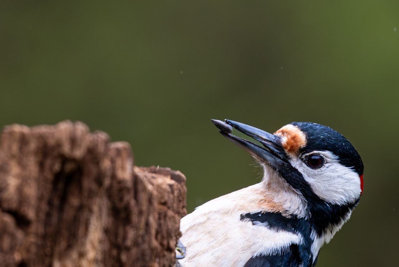 pivert oiseau