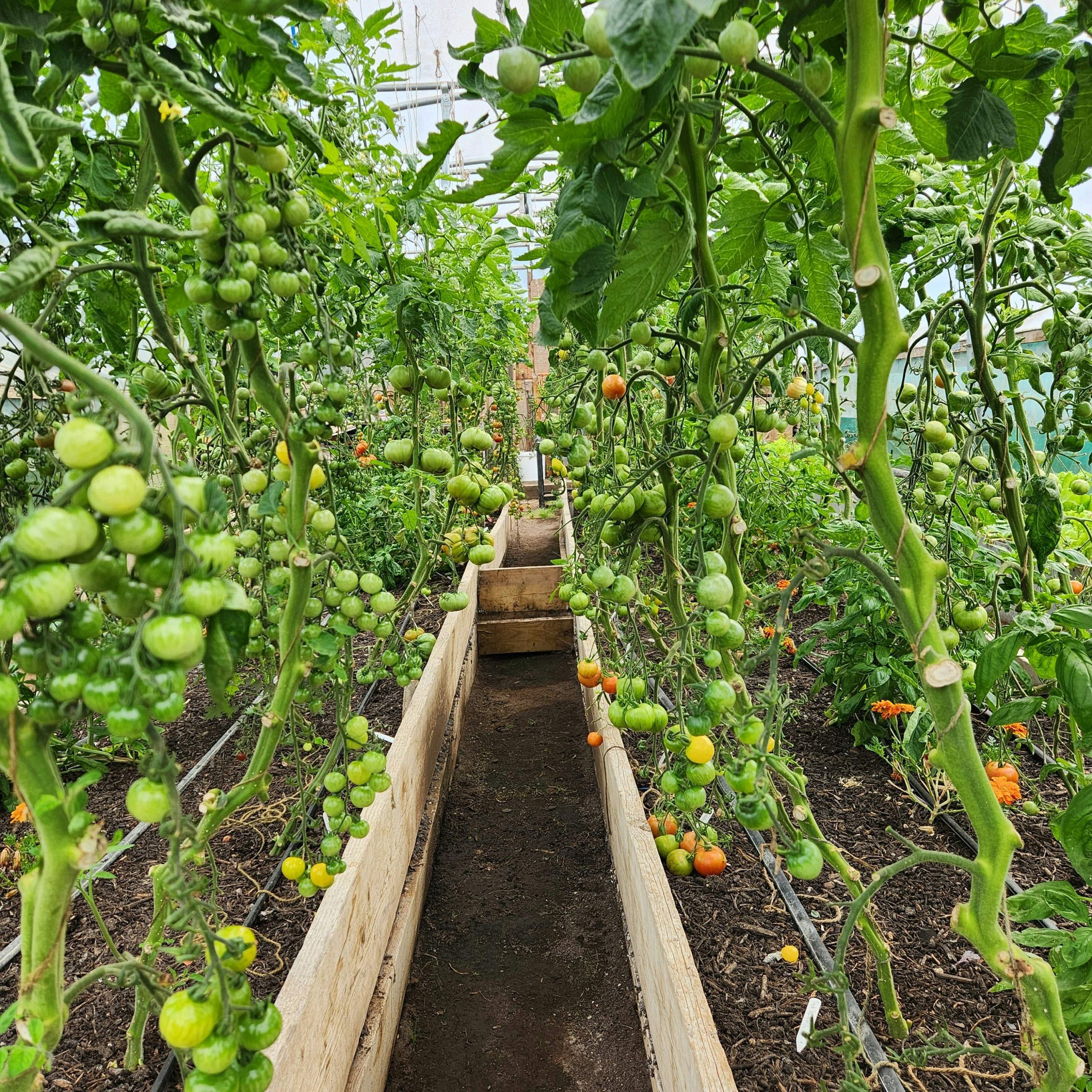 plantation-tomates-jusqua-quand-les-planter-pour-une-recolte-optimale