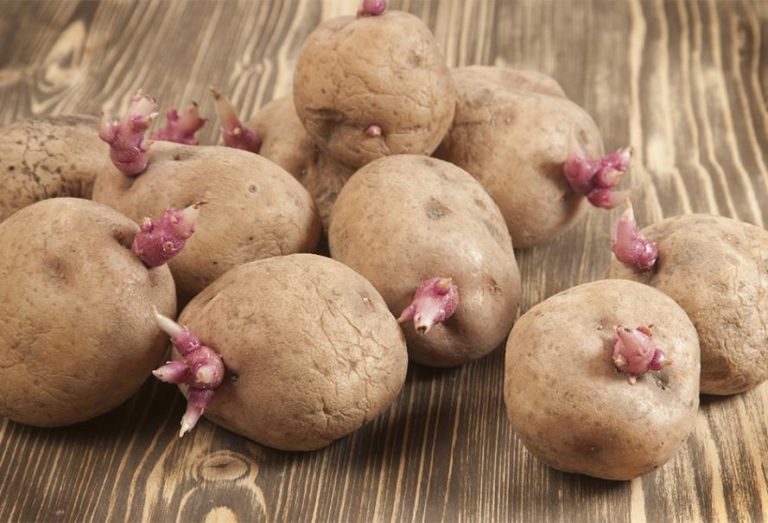 Où trouver de la poudre anti germe pour pomme de terre — free download