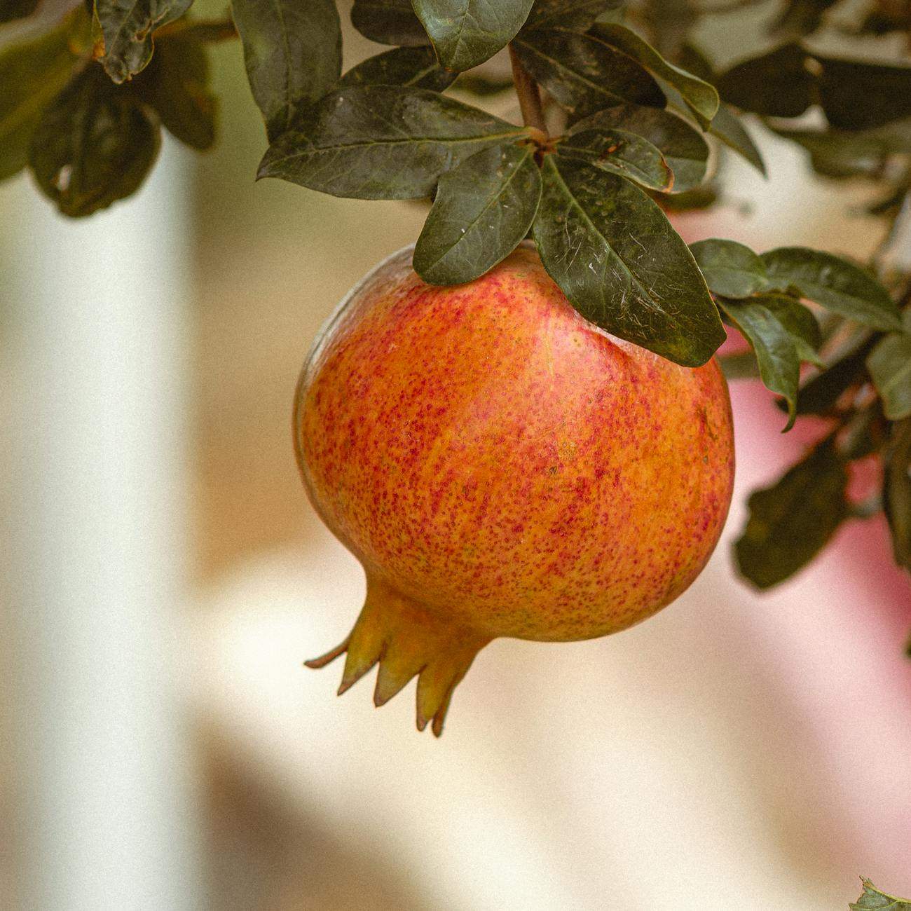 Quel engrais choisir pour vos arbres fruitiers ?
