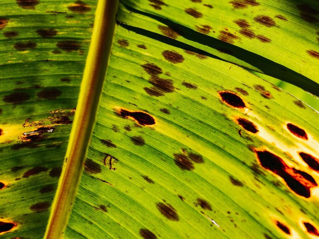 Feuille marquée de taches brunes