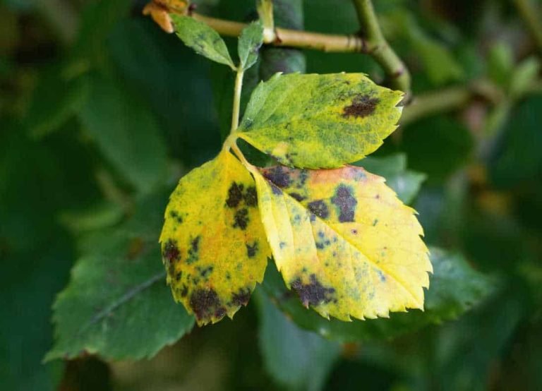 Taches noires sur feuilles jaunes : causes, diagnostic et traitements