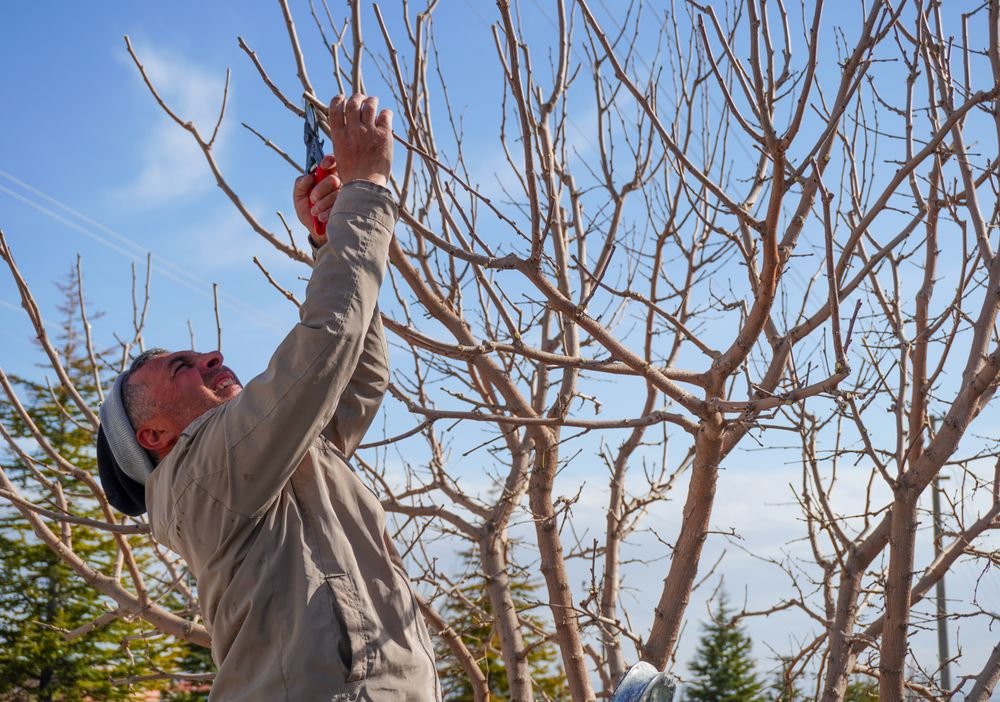Taille d’un arbre fruitier en hiver