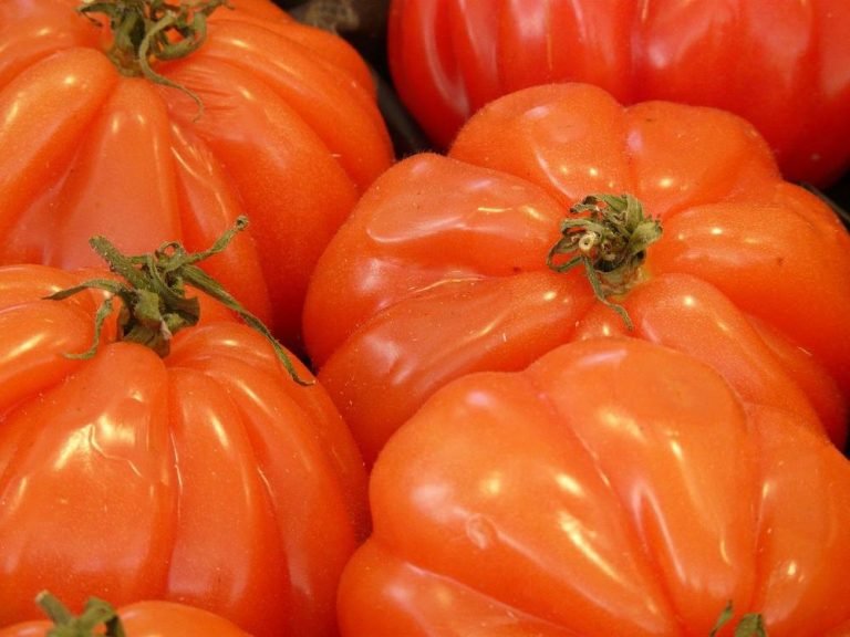 Tomate sans pépin