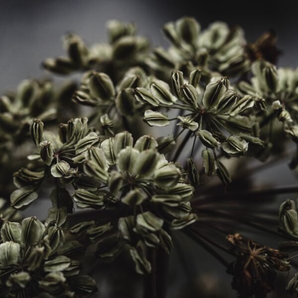 Fleurs d’angélique officinale Fleurs d’angélique officinale