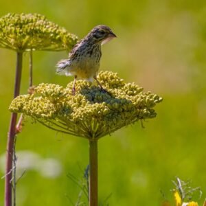 Angélique en fleurs dans un pré