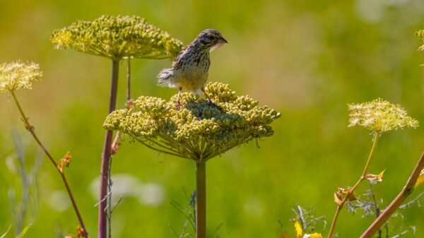 Angélique en fleurs dans un pré Angélique en fleurs dans un pré