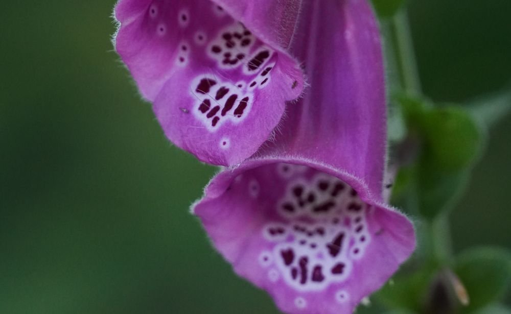 Fleurs de digitale en gros plan