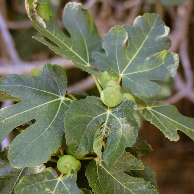 Feuilles et jeunes figues sur un figuier