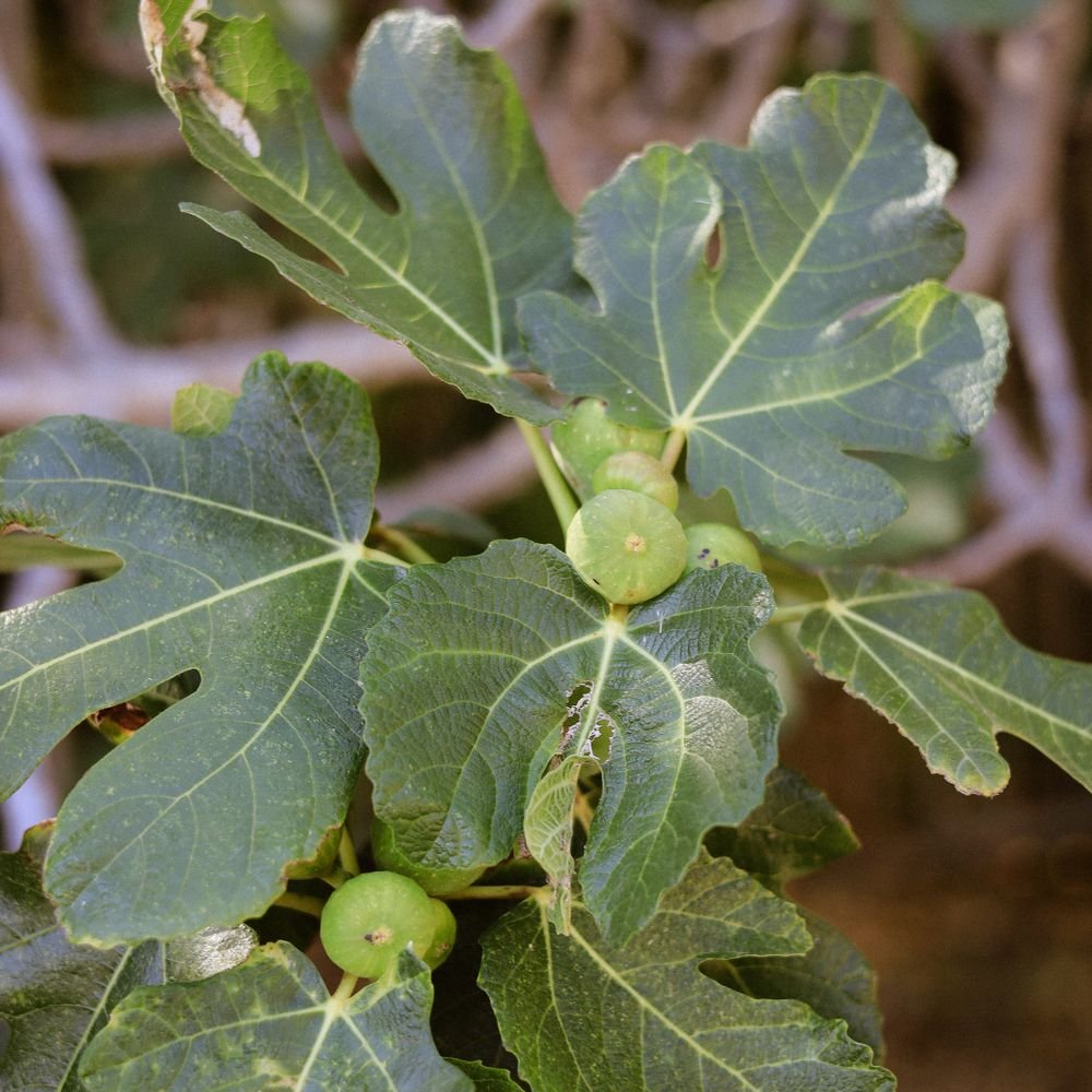 Feuilles et jeunes figues sur un figuier